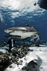 Although Tiger Beach is know for Tiger Sharks ...the Lemo... by Steven Anderson 
